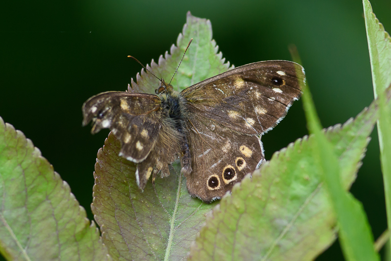 Speckled Wood